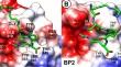 Peptidomimetic inhibitors of the VEGF-A<sub>165</sub>/NRP-1 complex obtained by modification of the C-terminal arginine.