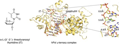 DNA Replication across α-l-(3′-2′)-Threofuranosyl Nucleotides Mediated by Human DNA Polymerase η