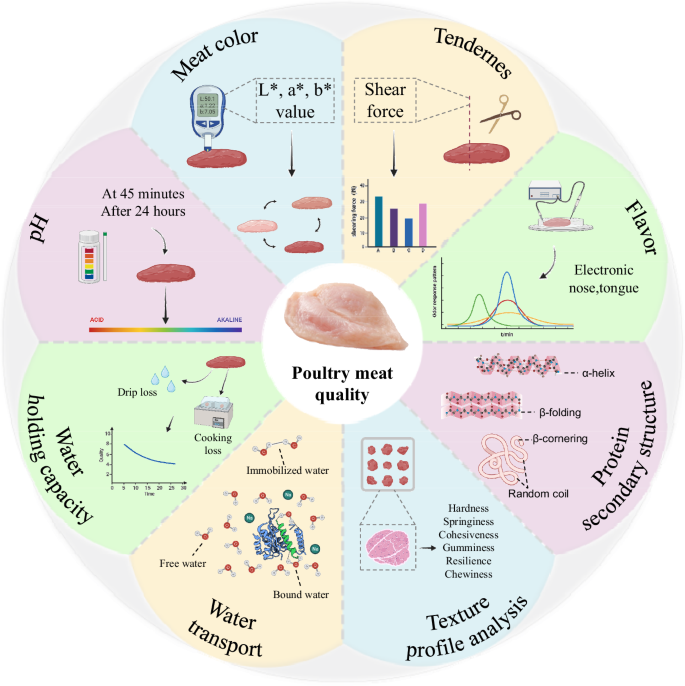 Insights into the evaluation, influential factors and improvement strategies for poultry meat quality: a review