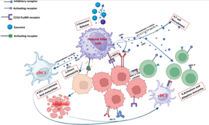 NK/DC crosstalk-modulating antitumor activity via Sema3E/PlexinD1 axis for enhanced cancer immunotherapy.