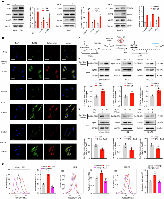 Cysteine sulfenylation contributes to liver fibrosis via the regulation of EphB2-mediated signaling.