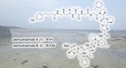 Pemuchiamides A and B, Proline-Rich Linear Lipopeptides, Isolated from a Marine <i>Hormoscilla</i> sp. Cyanobacterium.