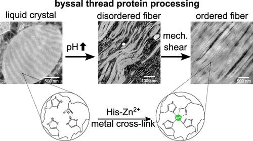 Multiresponsive Liquid Crystal Collagen Guides Mussel Byssus Formation.