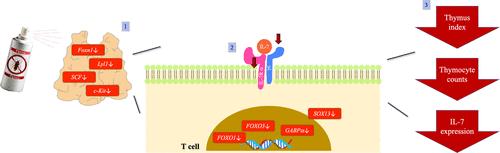 Induction of Thymus Atrophy and Disruption of Thymocyte Development by Fipronil through Dysregulation of IL-7-Associated Genes.