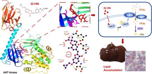 Novel Dual PPAR δ/γ Partial Agonist Induces Hepatic Lipid Accumulation through Direct Binding and Inhibition of AKT1 Phosphorylation, Mediating CD36 Upregulation.