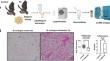 White adipose tissue remodeling in Little Brown Myotis (Myotis lucifugus) with white-nose syndrome.