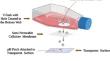 Completely noninvasive multi-analyte monitoring system for cell culture processes.