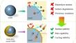 Enhanced high-rate and cyclic performance of Co-free and Ni-rich LiNi0.95Mn0.05O2 cathodes by coating electronic/Li+ conductive PANI-PEG layer