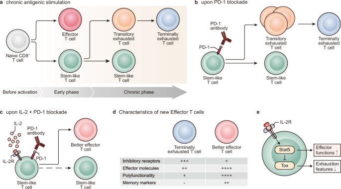 Harnessing IL-2 for immunotherapy against cancer and chronic infection: a historical perspective and emerging trends.