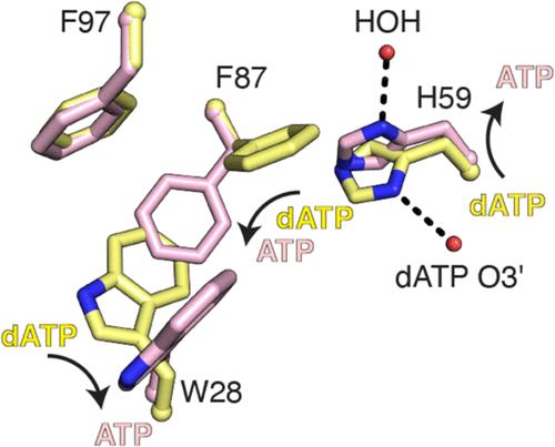 How ATP and dATP Act as Molecular Switches to Regulate Enzymatic Activity in the Prototypical Bacterial Class Ia Ribonucleotide Reductase.