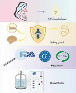 Recent advances of 3-fucosyllactose in health effects and production