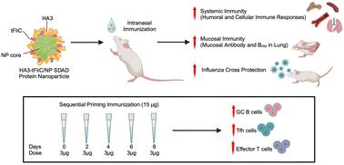 Double-layered protein nanoparticles conjugated with truncated flagellin induce improved mucosal and systemic immune responses in mice.