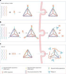 A bioswitchable delivery system for microRNA therapeutics based on a tetrahedral DNA nanostructure.