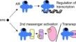 [18F]FDHT tumour imaging for predicting response to treatment based on androgen receptor