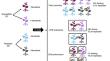 Constitutive Level of Specialized Secondary Metabolites Affects Plant Phytohormone Response to Above- and Belowground Herbivores.