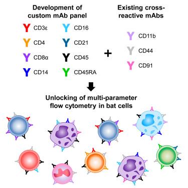 Application of a bespoke monoclonal antibody panel to characterize immune cell populations in cave nectar bats.