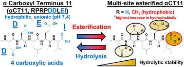 Multi-site esterification: a tunable, reversible strategy to tailor therapeutic peptides for delivery