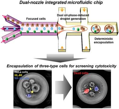 Dual Nozzle‐Assisted Deterministic Encapsulation of Triple Particles for Screening NK‐Cell Cytotoxicity Against Circulating Tumor Cell Clusters