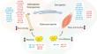 MicroRNAs and their Modulatory Effect on the Hallmarks of Osteosarcopenia.