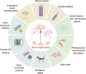 Advanced strategies for 3D-printed neural scaffolds: materials, structure, and nerve remodeling