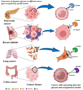 Lectin-glycan interactions: a comprehensive cataloguing of cancer-associated glycans for biorecognition and bio-alteration: a review.