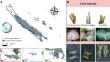 Spawning window and fecundity in three Acroporid corals from the environmentally variable semi-enclosed lagoon of Bouraké