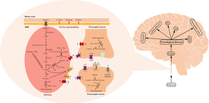 Advances and challenges in serine in the central nervous system: physicochemistry, physiology, and pharmacology.