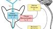 Onset of Spontaneous Filling and Voiding Cycles in the Lower Urinary Tract: A Modeling Study.