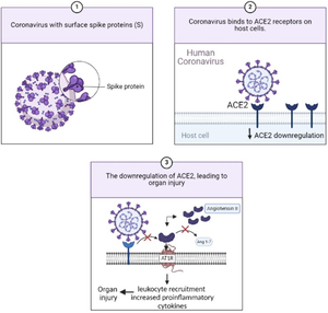 Angiotensin-Converting Enzyme-2 (ACE2) Downregulation During Coronavirus Infection