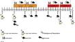 Changes in aerobic metabolism associated with the settlement transition for the leopard coral grouper (Plectropomus leopardus)