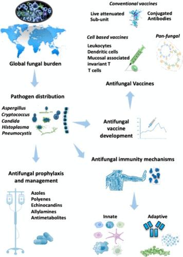 The Road Ahead: Advancing Antifungal Vaccines and Addressing Fungal Infections in the Post-COVID World