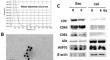 Exosomes Derived from Irradiated-Prostate Cancer Cells Promote Cancer Progression