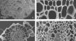 Adaptive responses of Alternanthera tenella Colla. to cadmium stress through physiology, elemental allocation and morpho-anatomical modifications