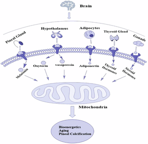 Hormonal orchestra: mastering mitochondria's role in health and disease.