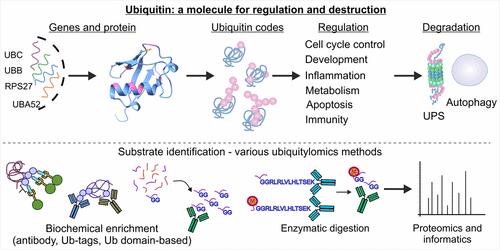 The Ubiquitin Tale: Current Strategies and Future Challenges