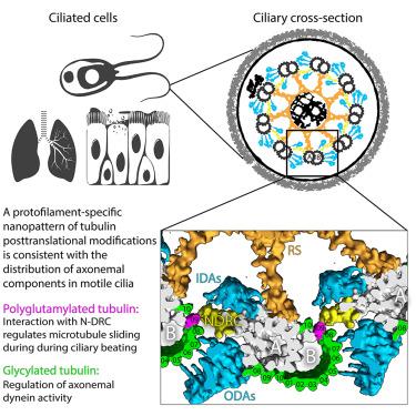 Protofilament-specific nanopatterns of tubulin post-translational modifications regulate the mechanics of ciliary beating