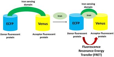 A genetically encoded probe for monitoring and detection of iron in real-time†