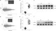 HOXC10 promotes hypertrophic scar fibroblast fibrosis through the regulation of STMN2 and the TGF-β/Smad signaling pathway.