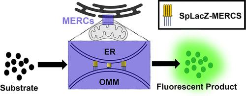 Development of a Signal-integrating Reporter to Monitor Mitochondria-ER Contacts.