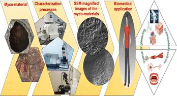 Investigating Thermomyces lanuginosus and Purpureocillium lilacinum to produce advanced myco-materials through selective fungal decellularization