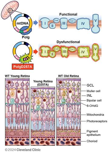 Modeling aging and retinal degeneration with mitochondrial DNA mutation burden.