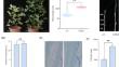 Fine-mapping of a major QTL controlling plant height by BSA-seq and transcriptome sequencing in cotton.