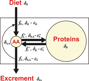 Regulation of nitrogen isotopic ratios of cellular components