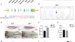 Morpho-histological and Transcriptome Analysis Reveal the Unreduced Sperm Formation Mechanism in cdk1-Depletion Zebrafish.