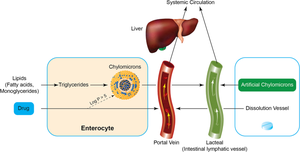 Novel First-Generation Dissolution Models to Investigate the Release and Uptake of Oral Lymphotropic Drug Products.