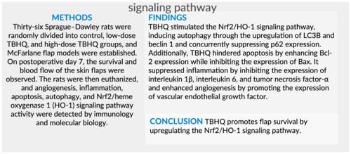 Tert-butylhydroquinone promotes skin flap survival by inhibiting oxidative stress mediated by the Nrf2/HO-1 signalling pathway.