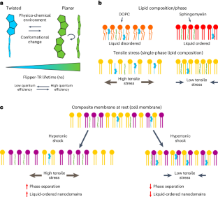 Tutorial: fluorescence lifetime microscopy of membrane mechanosensitive Flipper probes.