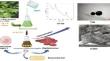 Evaluation of cytotoxic potential of silver nanoparticles biosynthesized using essential oils of Jasminum sambac against breast cancer and bacterial cells