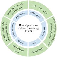 The recent progress of bone regeneration materials containing EGCG