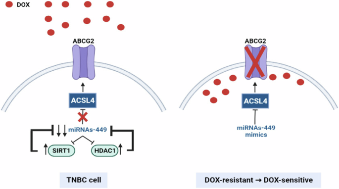 MiRNA-449 family is epigenetically repressed and sensitizes to doxorubicin through ACSL4 downregulation in triple-negative breast cancer.